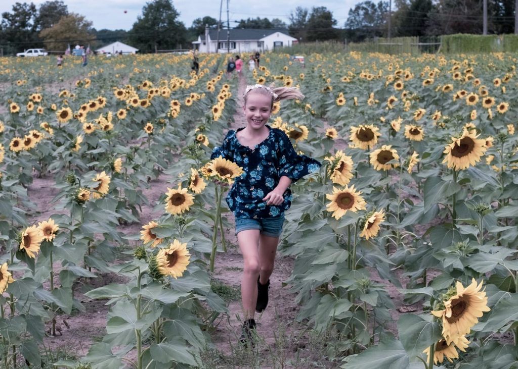 running girl on sunflower field